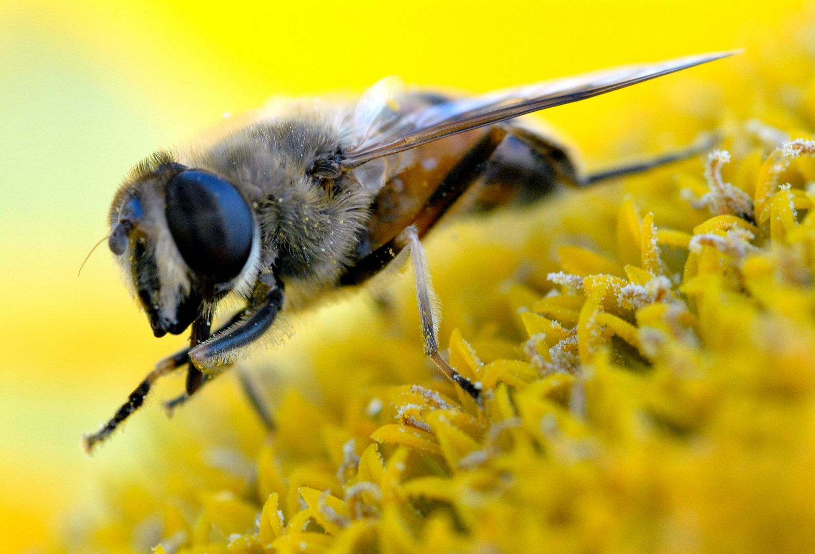 Опасности укуса пчелы за член: причины, симптомы и последствия - Самые свежие новости мира
