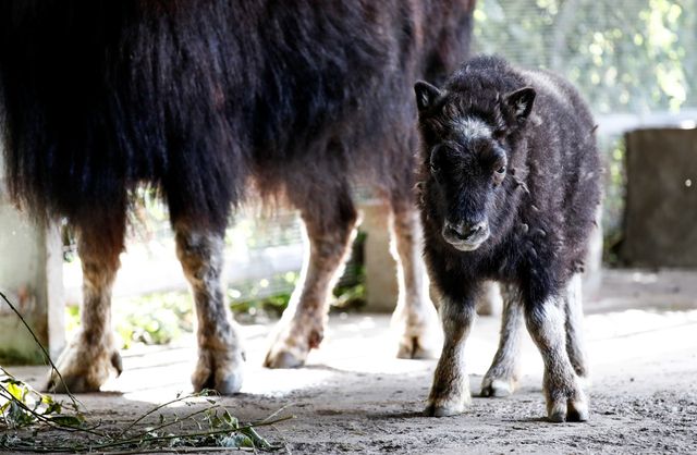 В Московском зоопарке появились на свет сычуаньский такин и овцебык