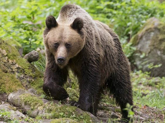 Медведь живет в берлоге (62 фото)