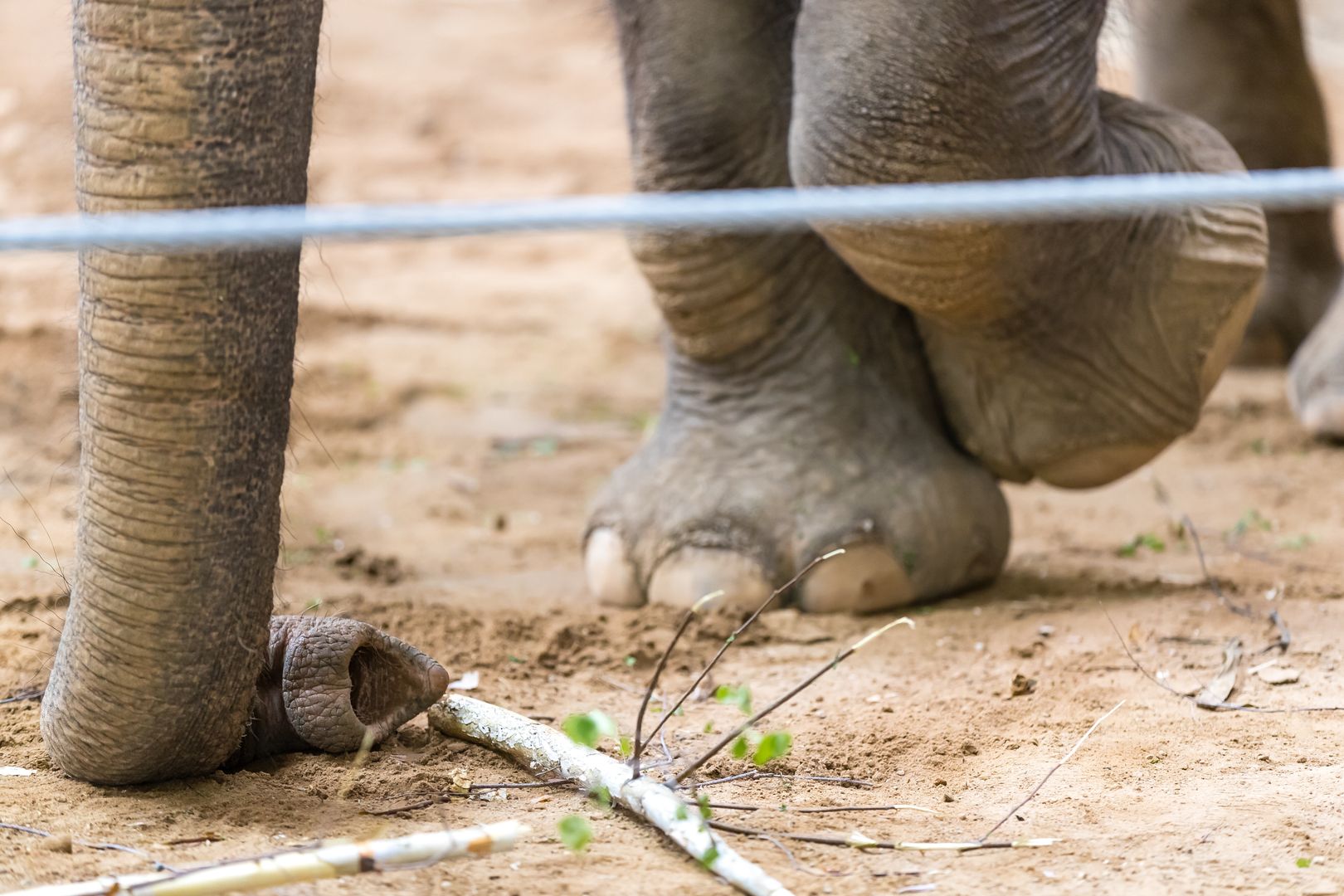 Дикая слониха затоптала старосту деревни в Таиланде