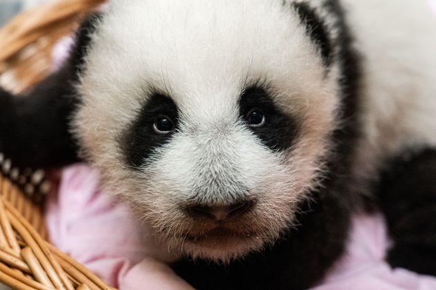 Москвичи выберут имя детёнышу панды из Московского зоопарка
