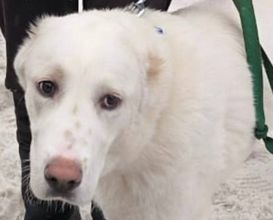 Четырёх собак нашли в оставленном прицепе-автодоме на севере Москвы