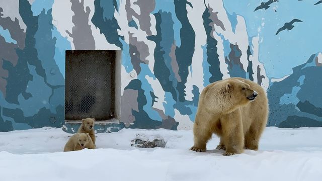 Медведи в якутии