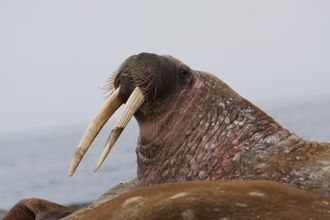 В Норвегии оштрафовали туриста за беспокойство моржа