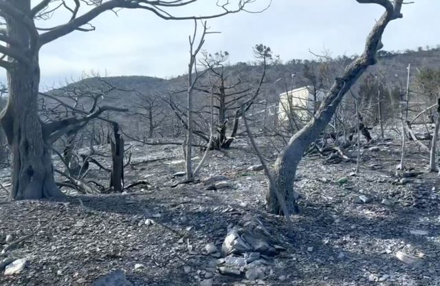 Толпой против воли увезли в лес порно видео