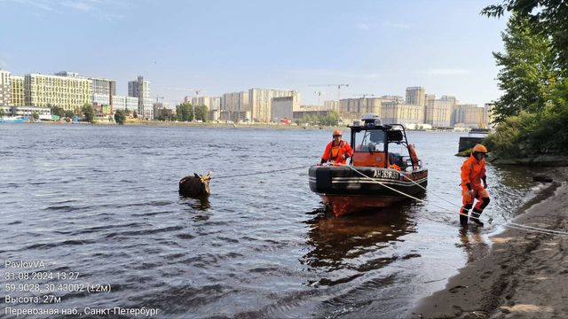 Проститутки Санкт Петербурга Ленинский Проспект