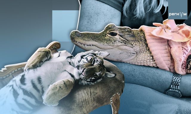 «Смотрит на тебя — и жрёт». Зачем россияне держат дома экзотических зверей