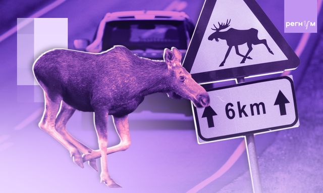 Смертельные встречи на дорогах. Как спасти людей и животных друг от друга
