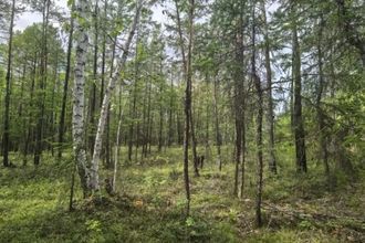 Пропавшего в Якутии мужчину нашли живым в лесу через 25 дней