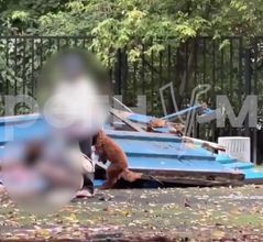 Москвичке, снявшей издевательства над собакой, грозит уголовное дело