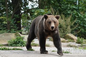 Зоолог Кречмар допустил, что медведи могут появиться в Москве
