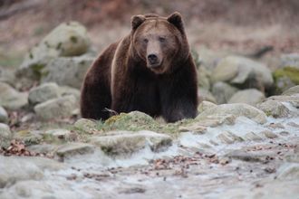 Медведь вышел в село Турунтаево в Бурятии, его застрелили